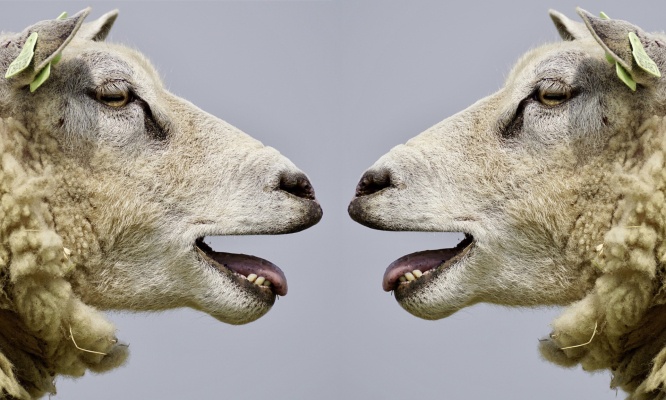 sheep-1080x400feature